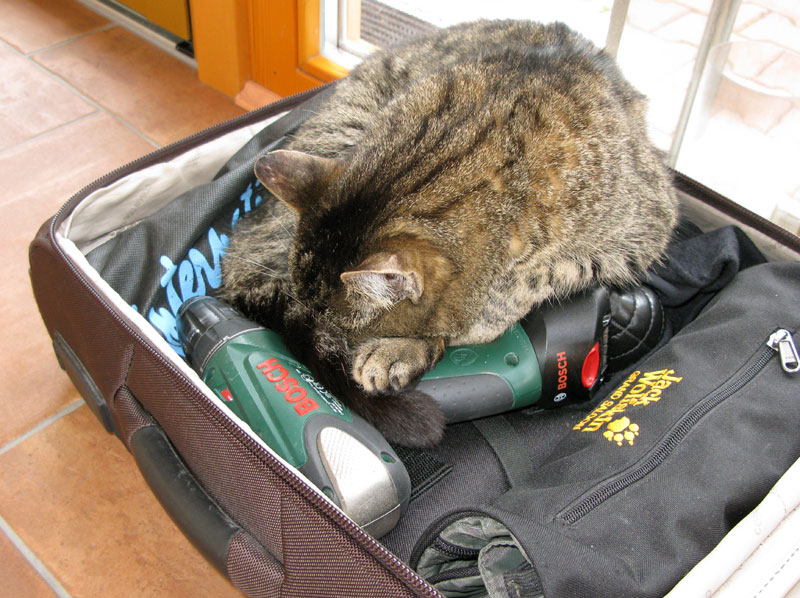 2014-02-18-Katze-im-Trolley