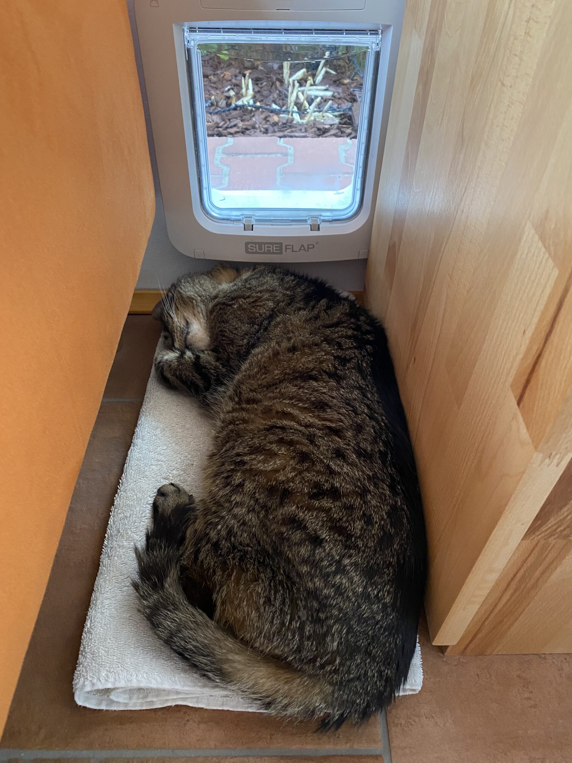 2021-01-06-Wache-vor-Katzenklappe