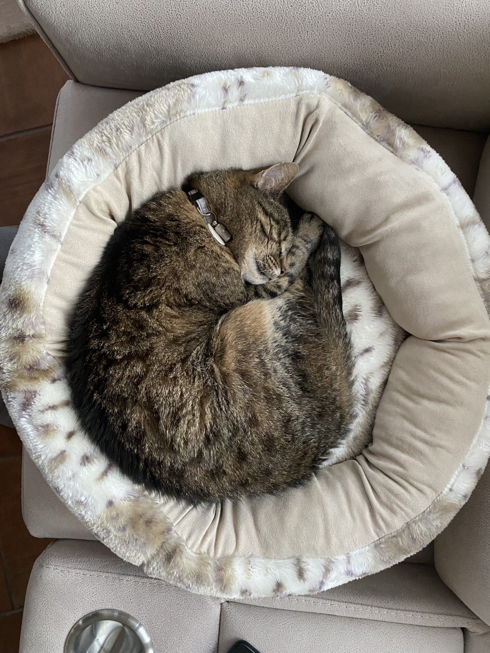 2021-05-03-Rolle-in-Koerbchen